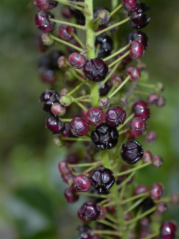 Tūpākihi Muscle Cream