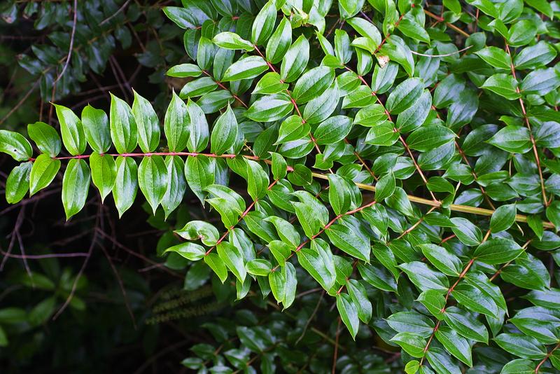 Tūpākihi Muscle Cream
