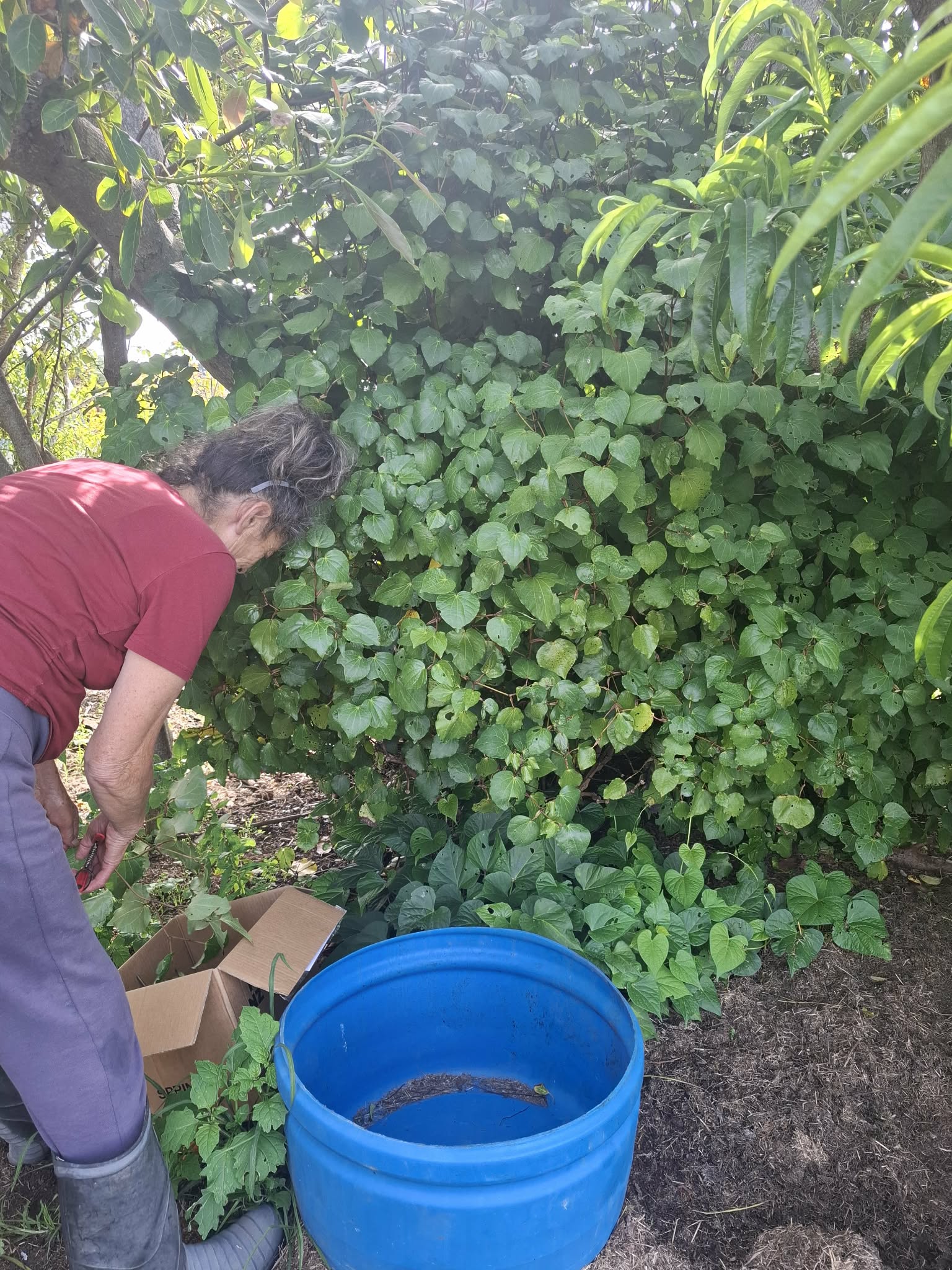 Kawakawa balm