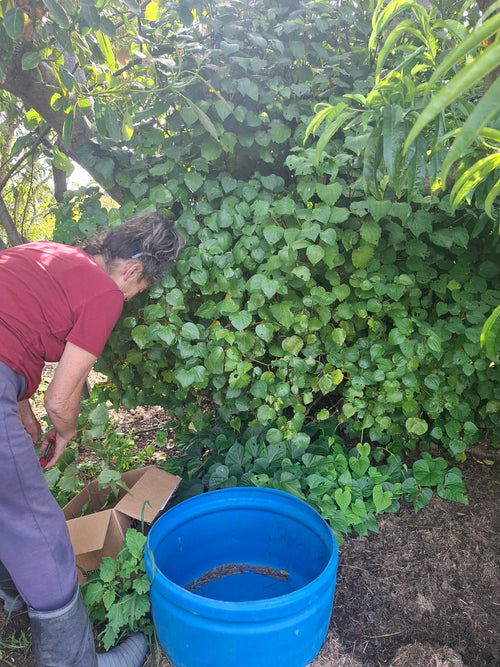 Kawakawa balm